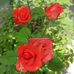,, Ekaterina Nessebar
