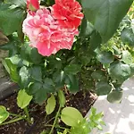 ,, Ekaterina 4*