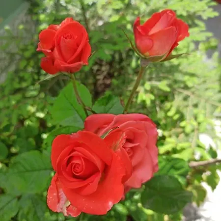,, Ekaterina